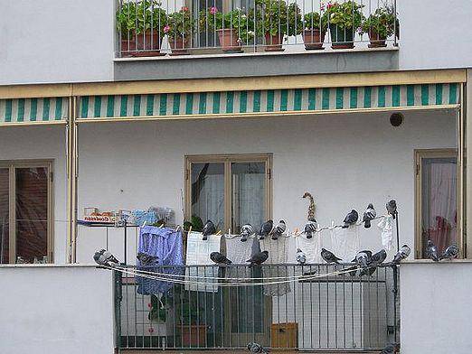 Как избавиться от голубей на балконе, подоконнике и карнизе