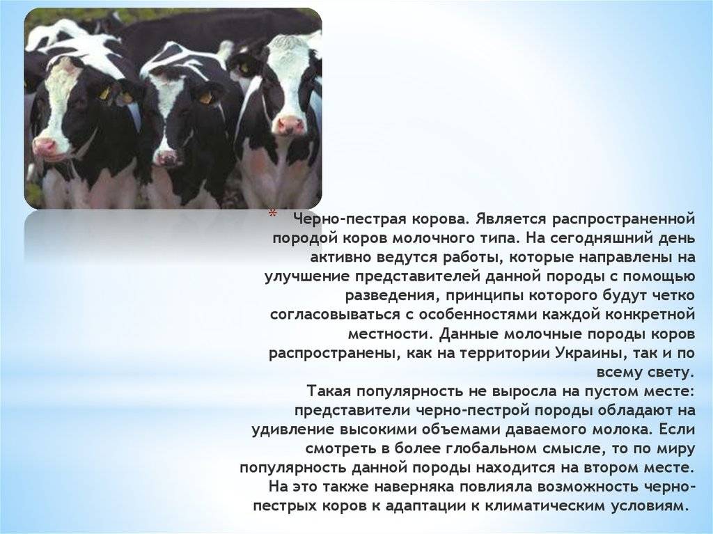 ᐉ черно-пестрая порода коров: характеристика, кормление - zooon.ru
