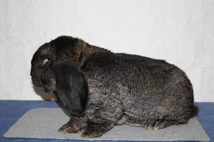 Особенности кроликов породы баран
