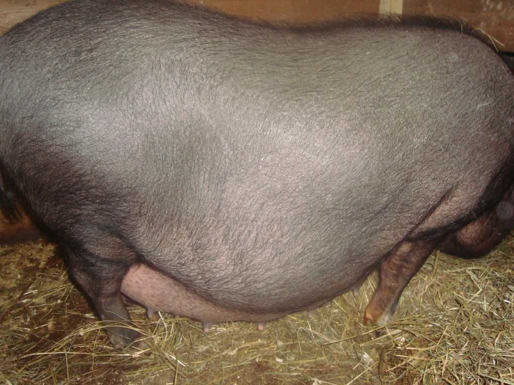 Все о периоде беременности у свиней