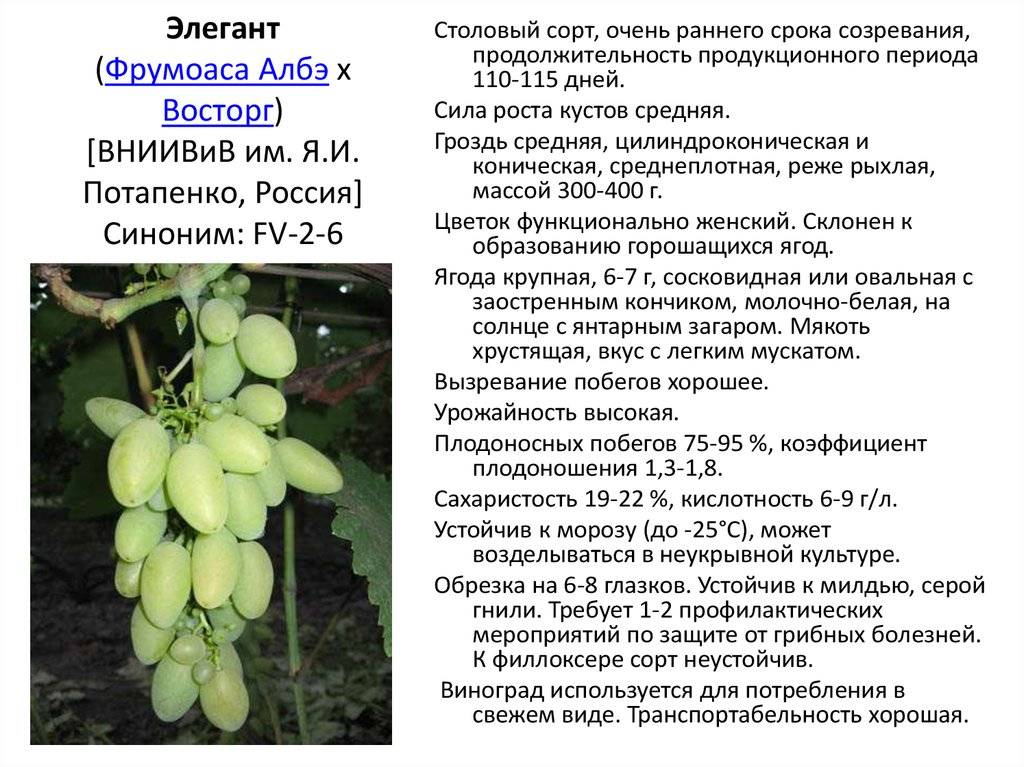 19 популярных сортов винограда для вина в россии