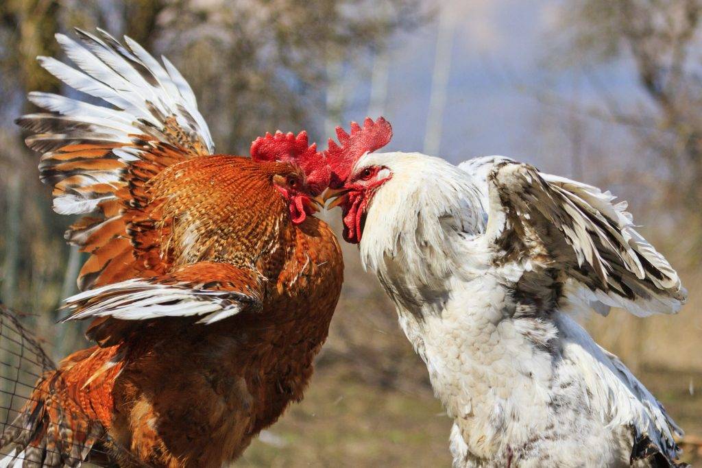 Почему куры едят перья друг у друга: чего не хватает и что делать?
