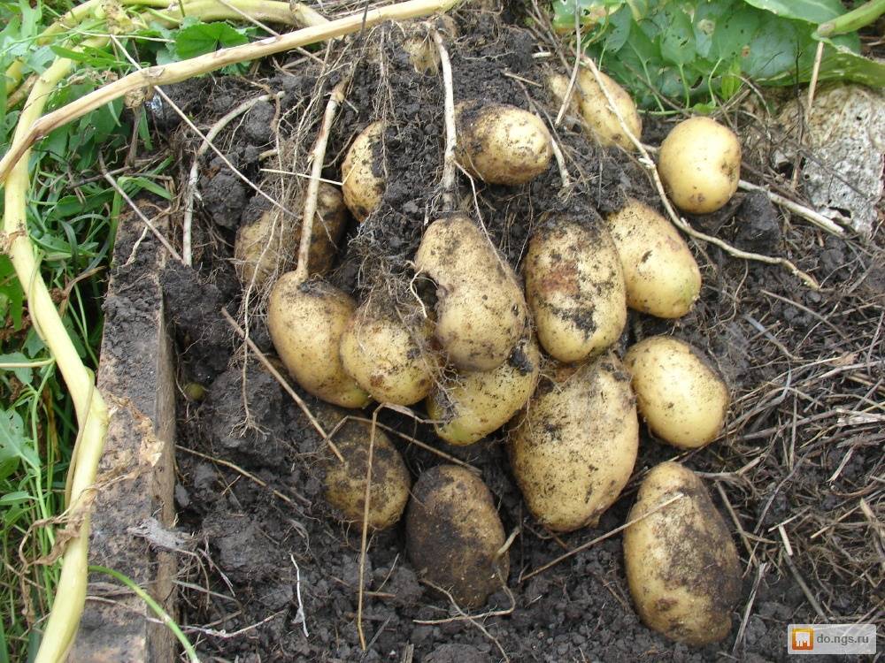 Преимущества популярного сорта картофеля тулеевский