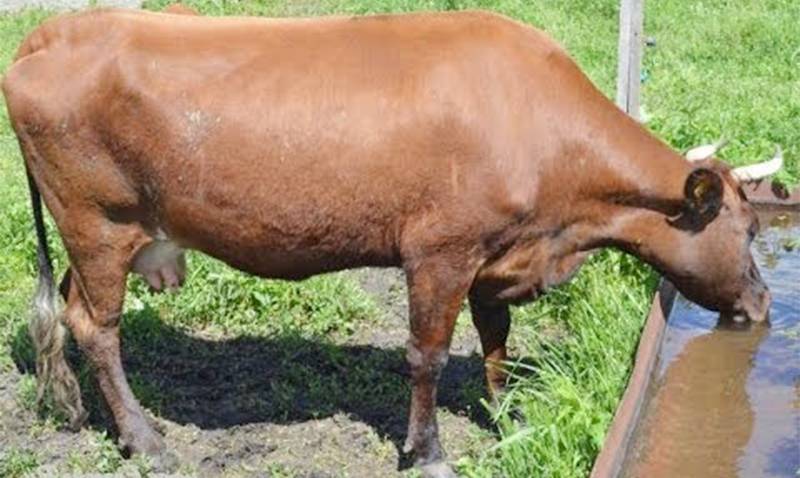 Красногорбатовская порода коров: характеристика, содержание и уход
