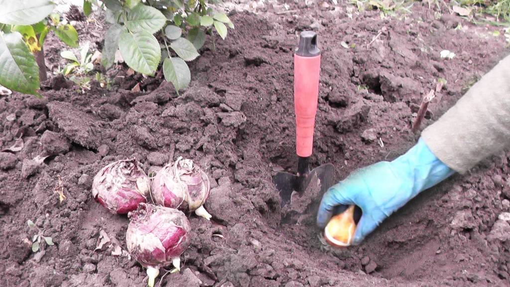 Как правильно сажать тюльпаны осенью: способы и правила