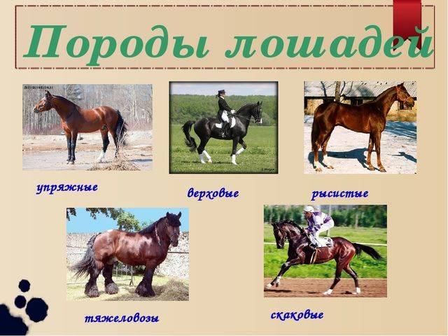 Лошади степных пород: описание | конный портал