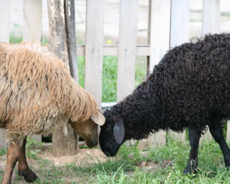 Особенности содержания и разведения курдючной породы овец и баранов