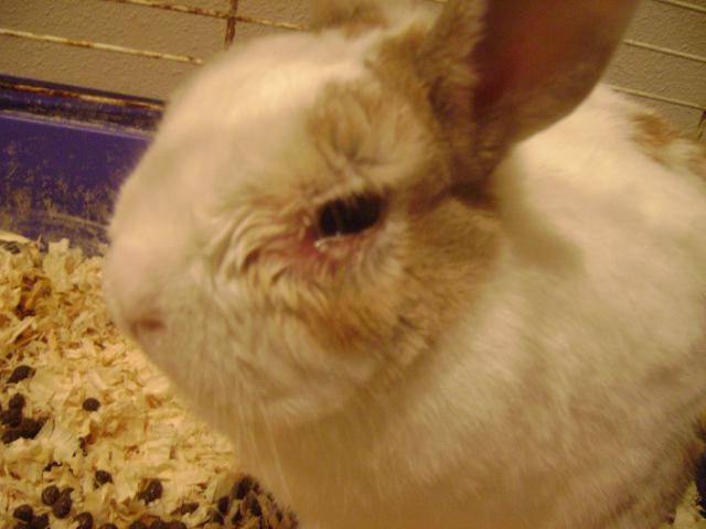 Кролик чихает: причины, лечение, профилактика