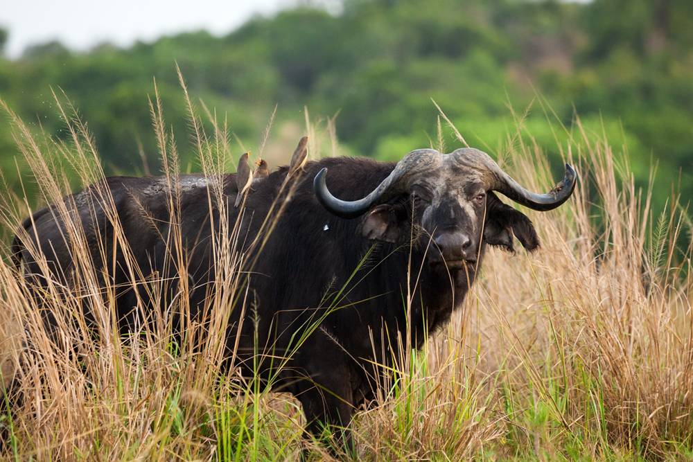 Карликовый (мини) буйвол: описание, характеристика и виды