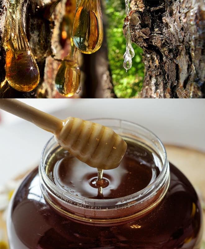 Падевый мед — как выглядит и чем отличается