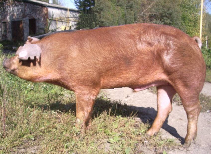 Ландрас – порода свиней мясосального типа с высокой продуктивностью 2021