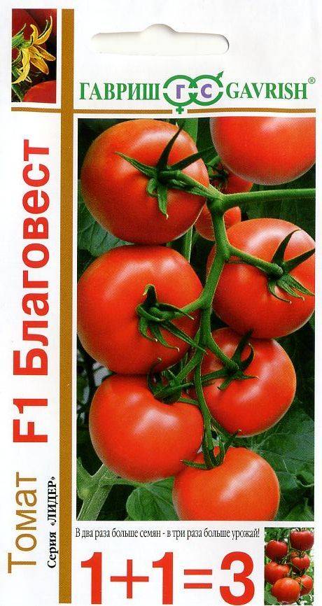 Чем хорош томат благовест: характеристика и описание сорта