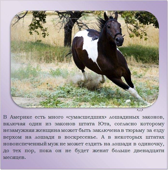 Интересные факты о лошадях: только самое удивительное