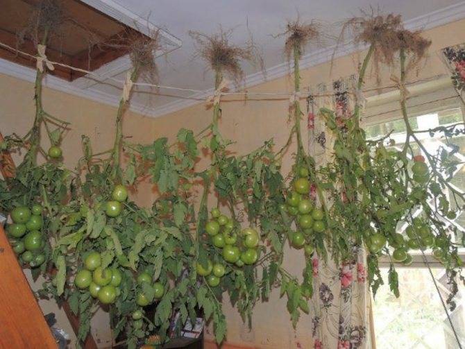 Как дома дозреть зеленые помидоры дома