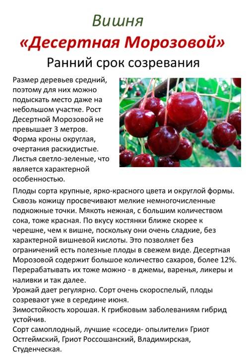 Сорт вишни шоколадница: описание и советы по выращиванию