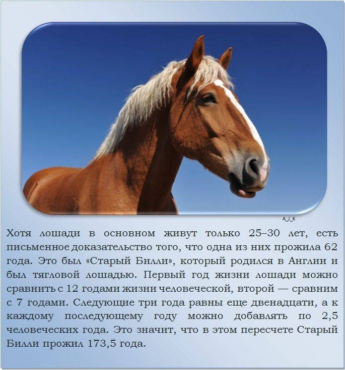 Интересные факты о лошадях: все самое интересное о лошадя, об их жизни