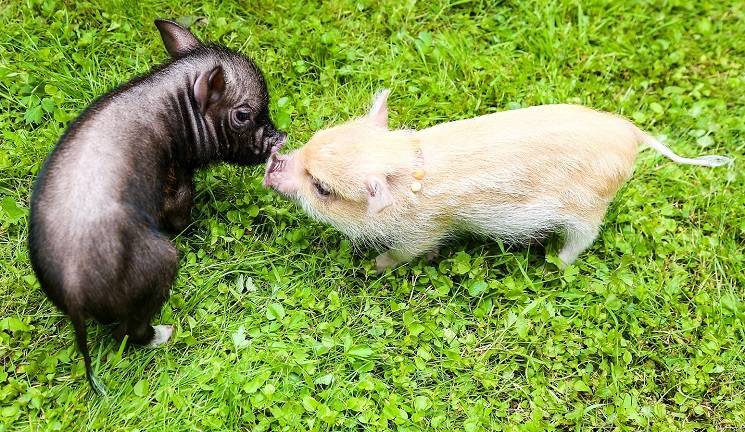 Мини-пиги: особенности карликовых свинок, содержание и уход