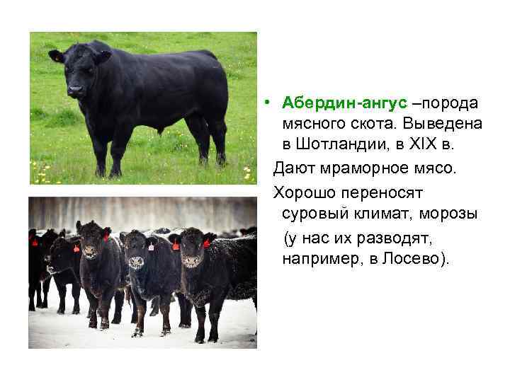 Абердин-ангусская (порода коров)