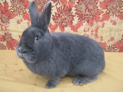 Венский голубой кролик: описание и характеристики породы, правила ухода