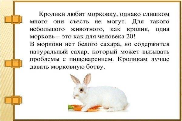 Можно ли кроликам давать ботву моркови и ее корнеплоды