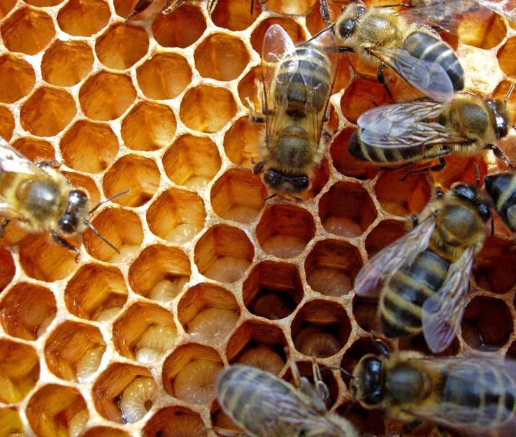 Как пчела делает мед: для чего производят и из чего собирают?