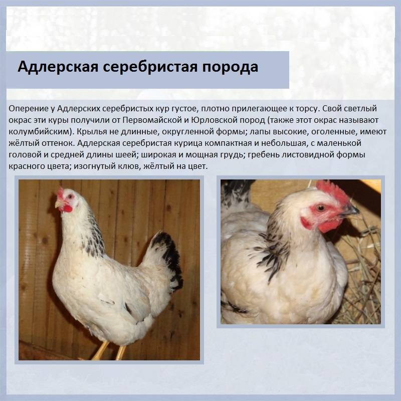 Адлерская серебристая порода кур: фото, характеристика и описание, отзывы