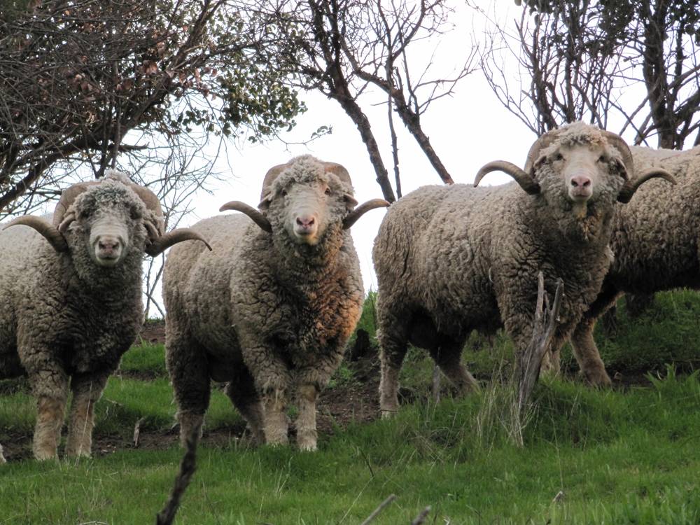 Порода тонкорунных овец: описание лучших