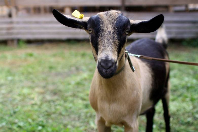Альпийская порода коз - характеристики породы с фото и видео