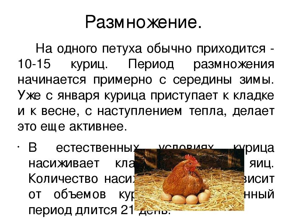 Как петух оплодотворяет курицу: тонкости процесса, фото и видео обзор