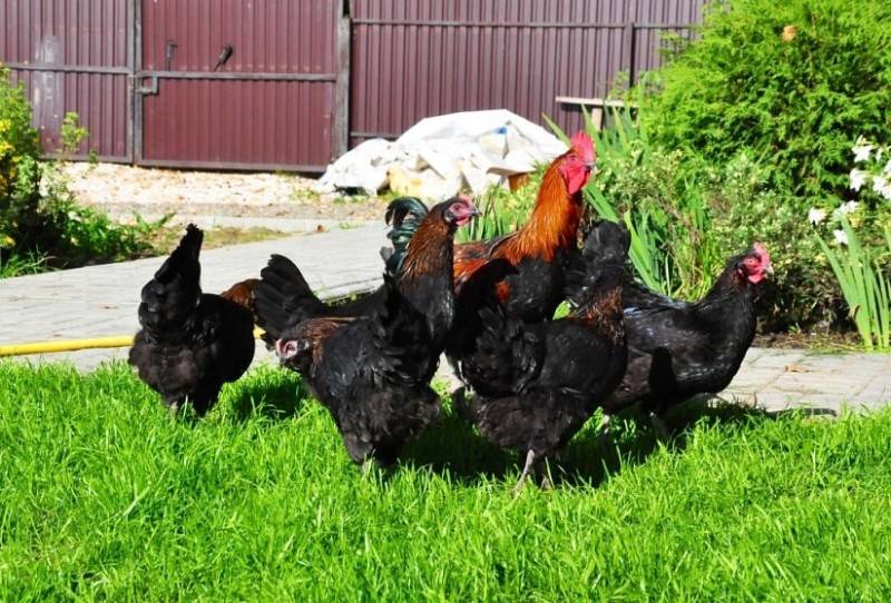 Мараны: французские и черно-медный петух и курица - описание породы