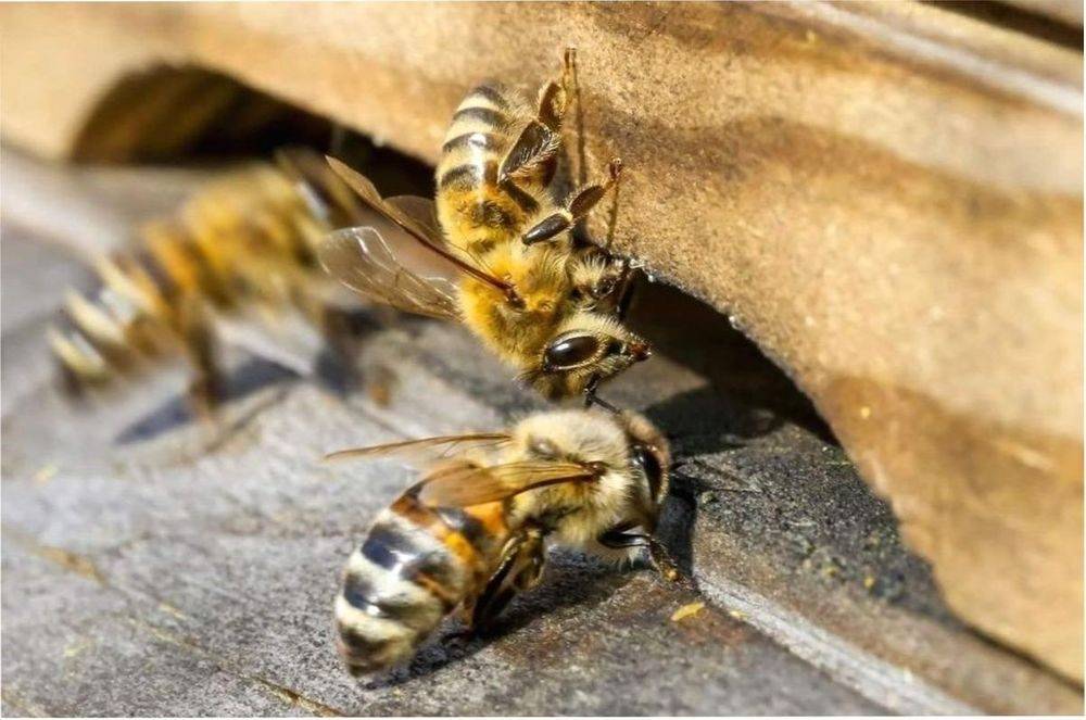 Карпатская порода пчел: их характеристика, отзывы, фото
