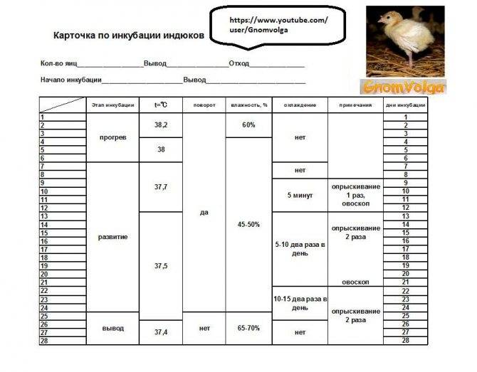 Инкубация куриных яиц в домашних условиях: какая температура должна быть в инкубаторе и режим инкубации