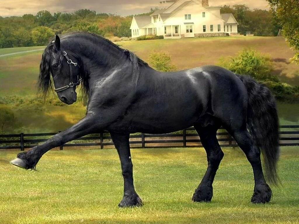 Порода фризская лошадь: внешний вид, характер и спортивные качества голландского фриз коня