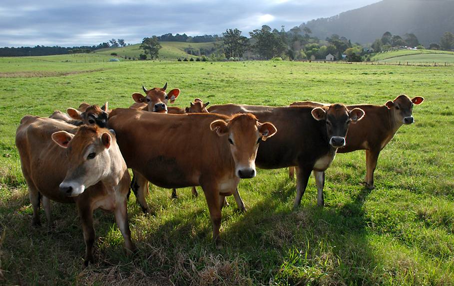 Коровы джерсейской породы: как содержать?