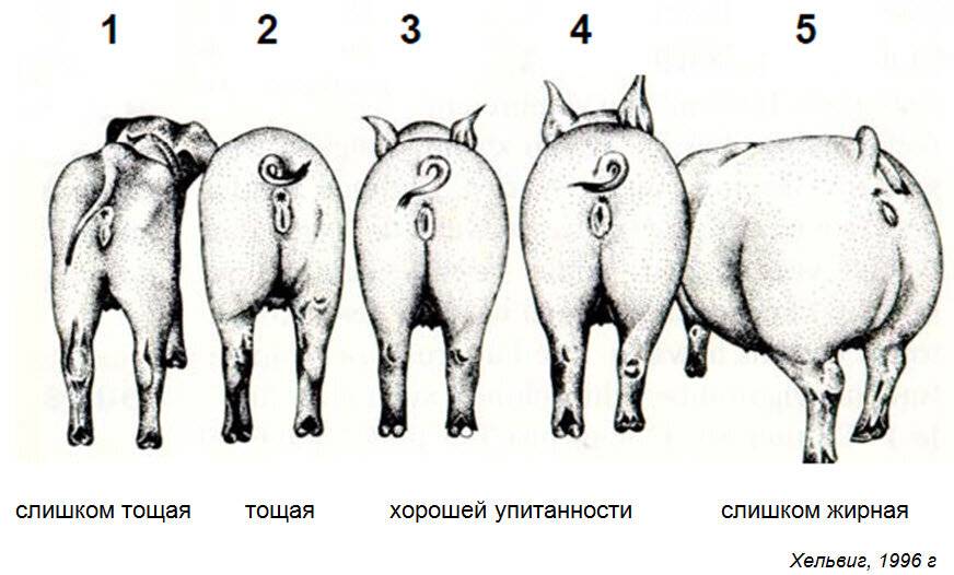 Как определить примерный вес свиньи без весов