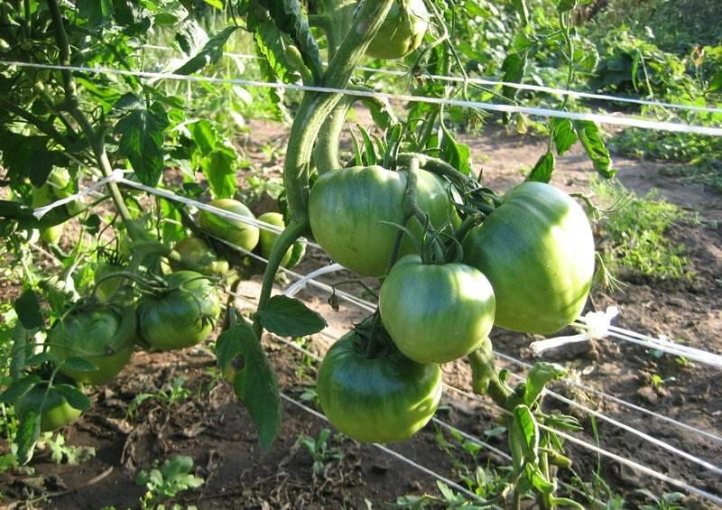 Выращивание томата сахарный бизон