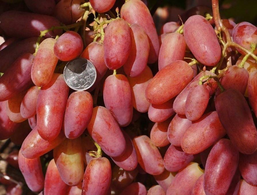 Виноград юбилей новочеркасска: история, описание и характеристика (созревание, урожайность, применение) + выращивание