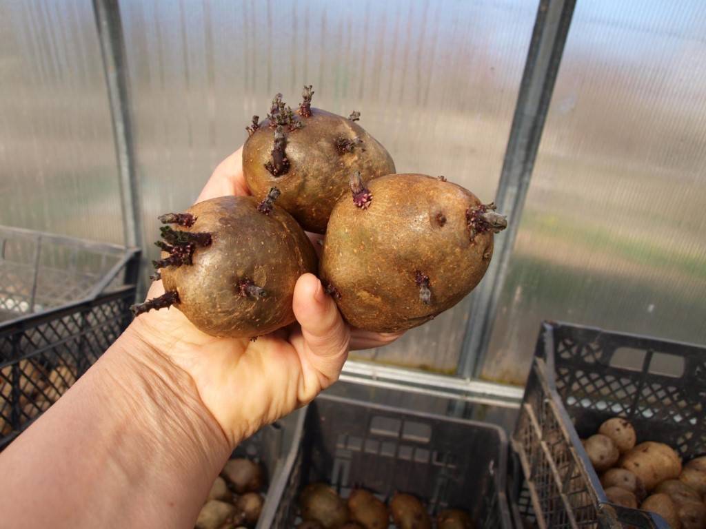 Как подготовить картофель к посадке?