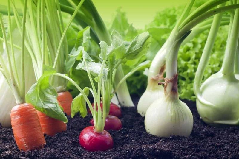 Почему весной хочется овощей?