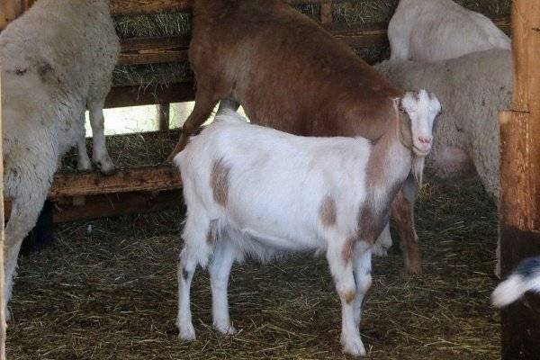 Преимущества и недостатки коз породы ламанча
