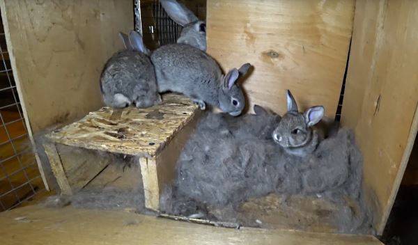 Когда отсаживать крольчат от крольчихи, в каком возрасте лучше это делать?