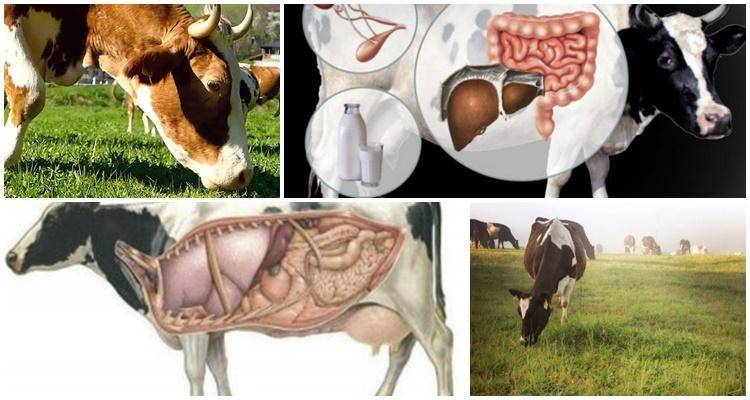 Чем лечить суставы у телят и коров