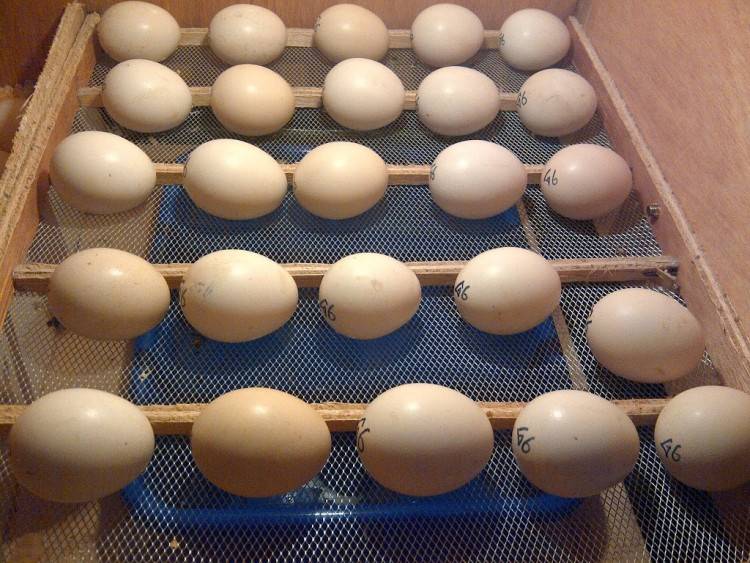 Как хранить яйца для инкубации: сколько и как можно держать их до закладки, а также как выбрать и проверить подходящие образцы для наилучшего результата? selo.guru — интернет портал о сельском хозяйстве