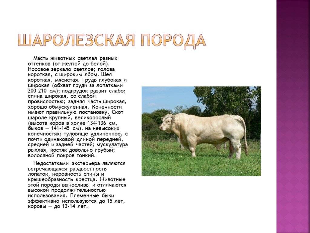 Порода коров шароле: история, характеристика - домашние наши друзья