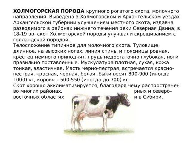 Холмогорская порода коров: характеристика, особенности