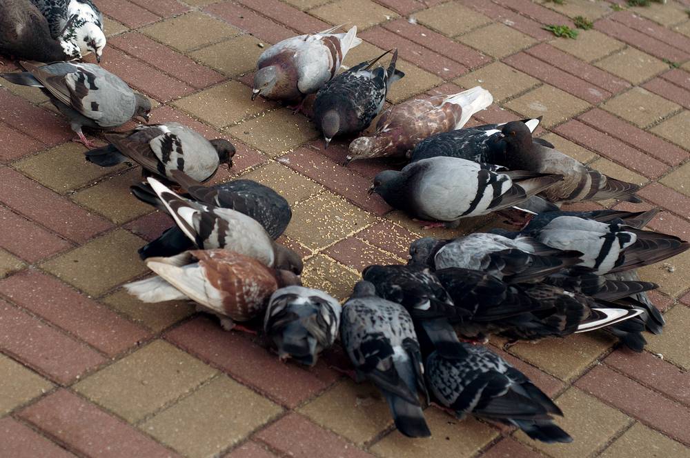Что едят голуби в домашних условиях и на улице?