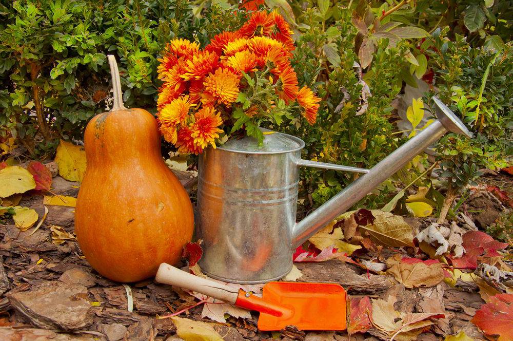 Календарь садовых работ в октябре и ноябре (видео) » интер-ер.ру