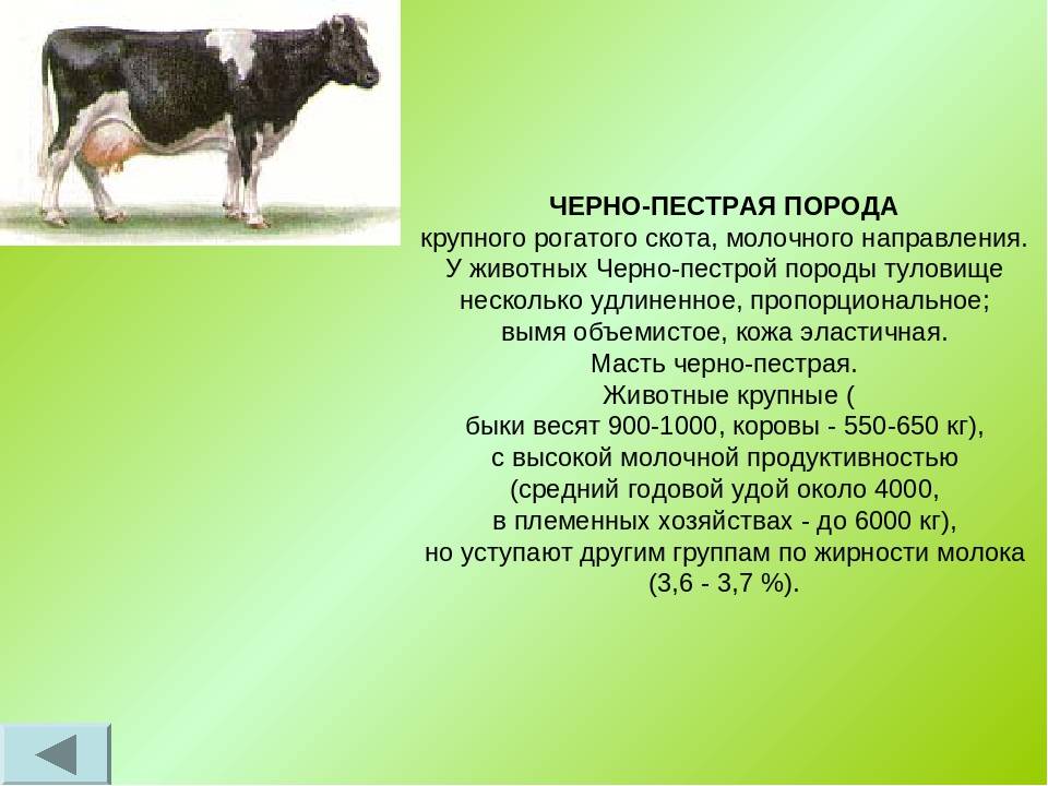 Ярославская порода коров: описание внешнего вида и продуктивная характеристика