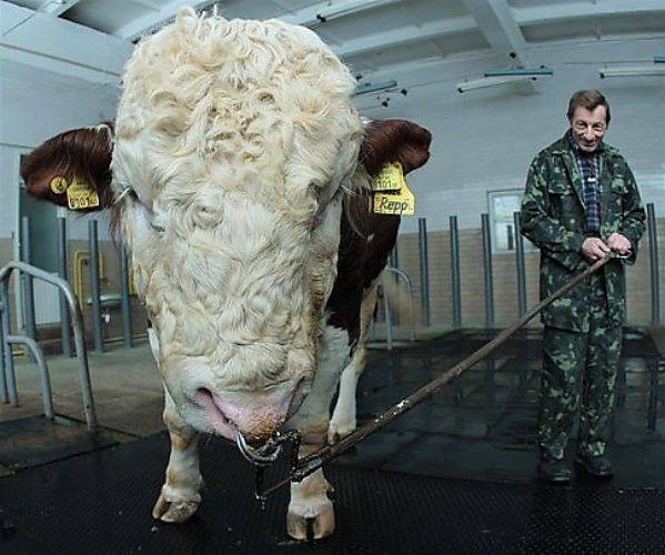 Самые большие в мире быки: животные-рекордсмены, крупнейшие породы коров