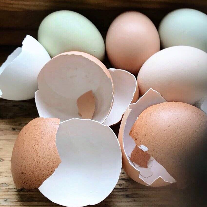 Что влияет на цвет желтка и скорлупы у куриных яиц